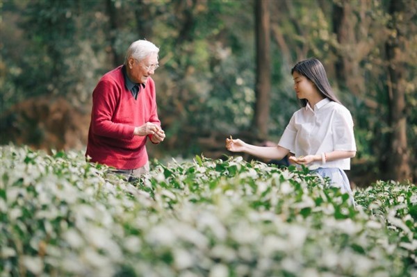 龙井茶