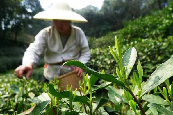 龙井茶