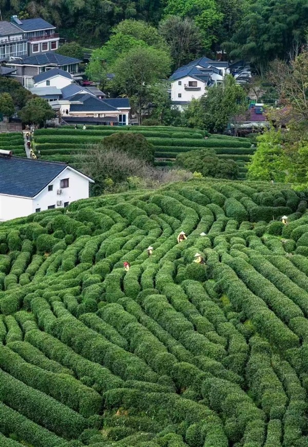 龙井茶